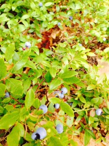 We helped ourselves to the wild blueberries that grew everywhere among the rocks