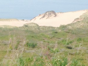 The trail leads from the old-growth cedar forest to miles of sand dunes lining the west shore of the island. We were docked at the ferry dock and had to leave before the late afternoon ferry arrived, so we didn't have time to hike all the way to the beach ( the arrival of the ferry was our excuse, in any case...)