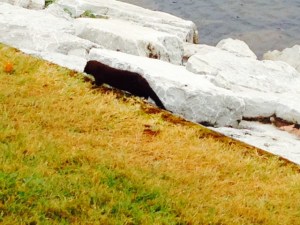 We saw this otter climbing around the rocks foraging for food immediately adjacent to where the Joint Adventure was docked
