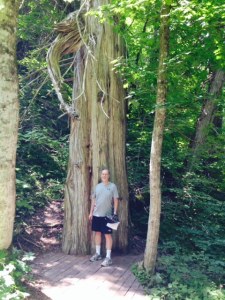 An old-growth cedar tree, part of a beautiful hike through the forest on the island
