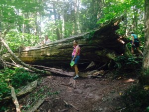A fallen cedar tree along the hiking trail