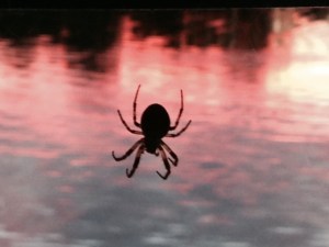 So why did I take a picture of this spider? Well, on evenings that we eat cook aboard, we usually eat on the bridge about the time of sundown. This large spider took up residence at a corner of our canvass top, becoming active spinning his web around dusk.  We watched him with fascination for several nights, discussing his strategy and tactics for catching his dinner.  He's now become a member of our crew, providing entertainment and a topic for conversation at dinner on the bridge. So I thought I'd share him with you (her?)