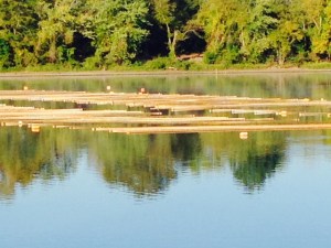 In the pearl farm, mussels are caught by divers on the bottom of the river, then sent to a local lab where they are "seeded" with an organic material of the shape desired for a pearl - contrary to popular belief, the "seed" is not a grain of sand. The mussel is then placed in a basket with about a dozen other mussels, which is then suspended from the wooden "floats" - basically pieces of lumber - then left submerged for about 8 years before they are raised again. The success rate for growing a pearl in each oyster is about 95%
