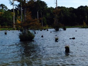 A beautiful wetland area, created when the Tenn-Tom was built.