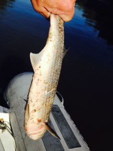 Remember the Asian Carp?  We haven't seen any since the Illinois River. Imagine our surprise in the morning when I got into the dinghy to retrieve our line tied to shore to find this Asian Carp that had jumped into the boat at some time in the morning!