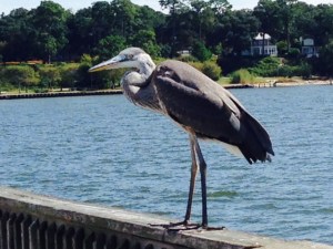 This Great Blue Heron was perched on the railing of he long pier in Fairhope that extends out into Mobile Bay. There is a nice, casual restaurant on stilts over the Bay about halfway out on the pier