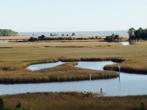 A salt water marsh adjacent to Carrabelle Harbor