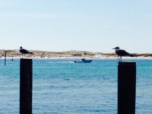 The birds on guard...