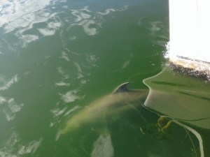 The dolphins would dart back and forth from one hull to the other, breaking the surface periodically as they played. The white form on the right-hand side of each of these pictures is the starboard hull of the Joint Adventure