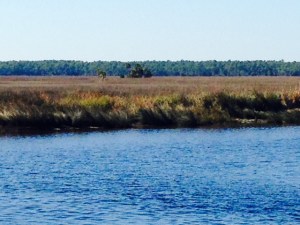 A salt water marsh lined the riverbank for much of the ride up the St. Marks River