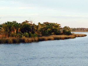 The bank of the Suwannee River, entering the mouth