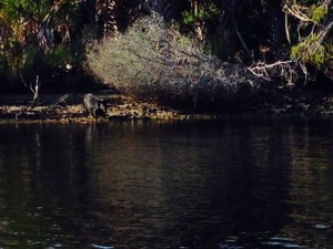 Look closely and you'll see a wild boar that we saw along the shore.  There is a baby boar there as well, but it is behind the mother in this picture.  While out fishing, we also saw three large alligators, several large turtles, and a bald eagle