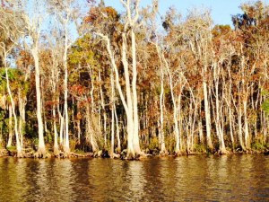 The banks of the Suwannee River are lined with cypress trees and beautiful, natural scenery