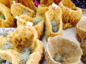 Sponges of every size and shape are available in the many gif shops along the waterfront, from utilitarian sponges which are said to be superior in their characteristics to the manufactured sponges that most of us use to sponges intended for ornamentation to sponges made into items intended to be used such as waste baskets for your bathroom