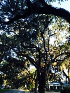 I've been trying for some time to get a representative picture of the many magnificent Live Oaks draped with Spanish Moss that are prevalent in Florida and other places in the south. While no picture I have taken do these stately trees justice, here is an example