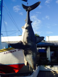 So we went fishing while we were in Tarpon Springs and finally caught The Big One....(OK, just kidding...)