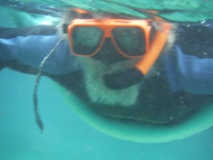 If this won't scare away a manatee, nothing will....