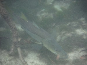 In addition to the manatees, we saw many fish - this is a good-sized snook that swam beneath us. Where is my fishing rod when I need it?