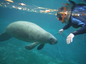 This manatee swam directly under me - for a minute I thought I was going to get a ride...