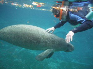 She hovered seemingly waiting to be petted