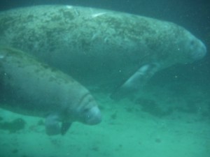 A mother with her calf, who stays with the mother and nurses for 12-18 months