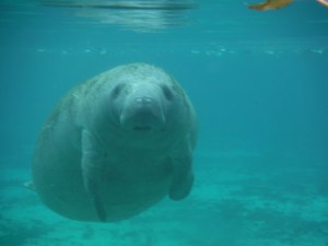This manatee approached me with focused curiosity - maybe it was the beard...