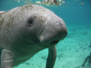 A face only a mother could love...