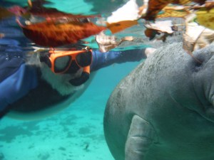 The enormous manatee turned sideways to me, as if waiting to be pet. I did so, and she stayedstill for about a minute while I pet her like a dag, which she seemed to enjoy
