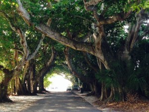 The banyan trees literally create a tunnel through which aptly-named Banyan Road passes.