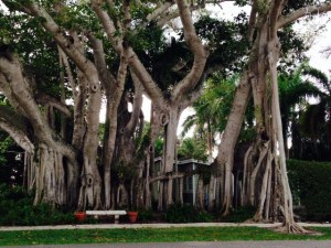 This is all one banyan tree in downtown Boca Grade!