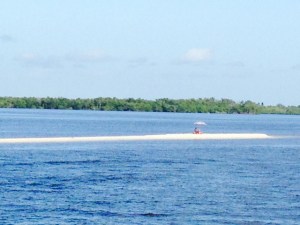 This guy knows how to live. He set up shop on one of the several beautiful, uninhabited islands in the Coloosahatchee River on the way to Fort Myers. The river was extremely busy with boat traffic on the warm, sunny Saturday when we steamed up the river, and he sat and watched the parade.
