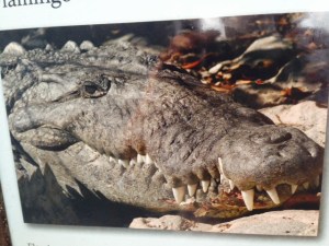 The southern tip of Florida is home to the rare American Crocodile - this handsome specimen is from a picture, not a live one that we saw.  You can differentiate the croc from an alligator by its teeth, which protrude on the outside of its mouth whereas the teeth of an alligator are inside its mouth (now you can tell them apart the next time you meet one...).