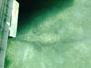 A bit hard to see, but we were very fortunate to see a an American Crocodile that showed up a few years ago at the fort.  Sightings are rare, but he happened to come into the moat during our visit.