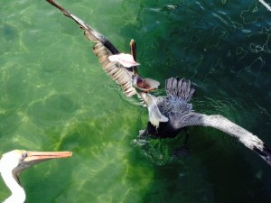 A pelican catching the fish carcass being thrown into the water next to the fish cleaning station.