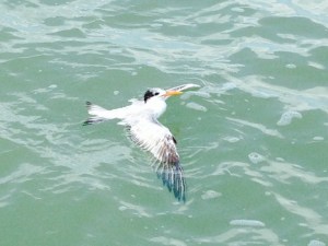 This bird and 2 others during our trip got hooked while trying to eat the baitfish off our hook - one got hooked in the air and the other dove on the baitfish moments after it hit the water.  Frank reeled in both birds and was able to remove the hook without the birds being hurt.