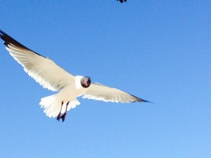 This guy was looking for a handout at the beach, I think -