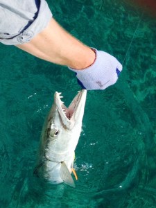 Chris trying to figure out how to get the hook out of the barracuda - I'm glad it was his job...