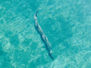 Chris put out a fishing line as we cruised at about 8 knots toward Grand Cay.  After catching a small tuna, we hooked onto a couple a barracuda, both of which we brought to the boat then released. Here is one of them as it was being brought to the boat.