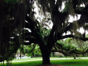 The plantation grounds surrounding the marina are adorned by scores of enormous Live Oaks, estimated to be 250 - 300 years old. ry as I did, pictures just canno capture the majesty and magnificence of these enormous trees, shrouded in hanging Spanish moss. 