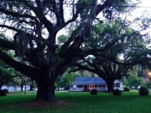 Look at these trees -