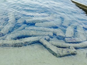 Harvey showed us the boat-building operation of the Albury Brothers - the business is now run by several of the eight brothers who inherited it from their father many years ago. they build durable, high quality wood boats in the 20 30 foot range, all by hand. In this picture are pieces of roots from Maderia trees, with strong, hard wood that grow on the islands of the Bahamas. They harvest pieces that grow in various shapes that can be milled without bending into the structural ribs of their boats. They soak each piece in the ocean water for four months prior to use to kill any organisms that might live in the wood.