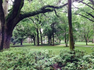 The Historic District terminates in an enormous public park which is as beautiful a park as I've seen. Among other species, it is adorned with huge live oaks covered with Spanish Moss hanging from the branches. Incidentally, Spanish Moss is neither Spanish nor moss. It is an air plant, and is not parasitic to the tree. It acquired the name because it reminded early explorers of the long beards worn by Spanish seamen.