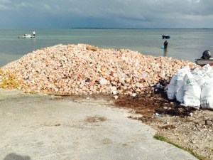 Along the shore of the West End Village are numerous piles of empty conch shells from which the conch have been harvested and the shells discarded.