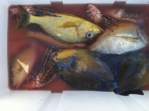 Our day with Magic yielded a cooler full of fish and about a dozen conch Chris and Jenny cooked up for dinner the next couple of nights.