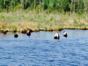 While sufficiently wide, the Alligator River-Pungo River Canal had many stumps protruding near the banks, so we paid close attention...