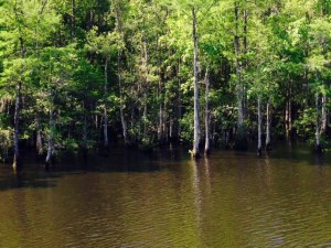 Cypress trees growing out of the water along the banks of the river